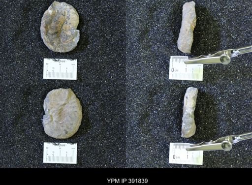 Scaphites whitfieldi
