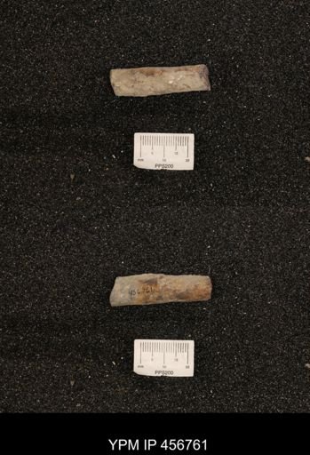 Baculites sp.