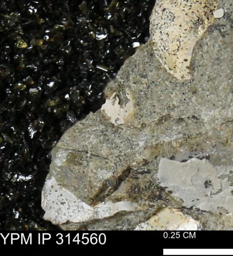 undet. Mollusca