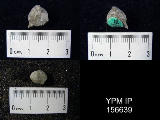 Catazyga headi anticostiensis