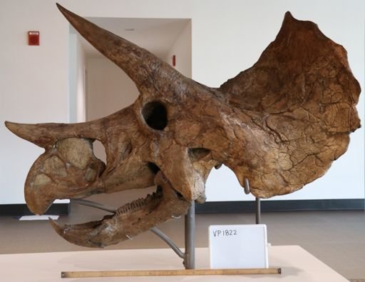 Triceratops prorsus