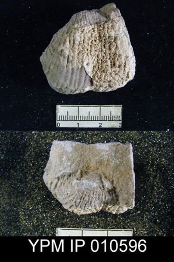 Productus ivesi
