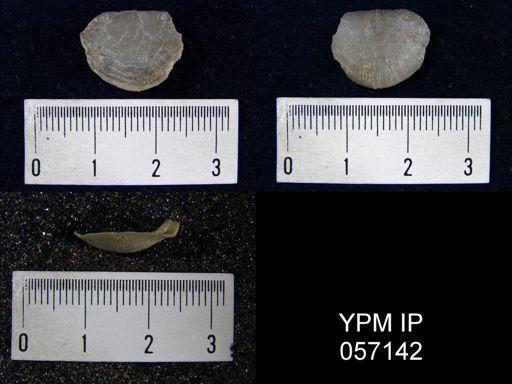 Brachyprion purduei