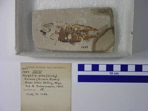 Knightia alta