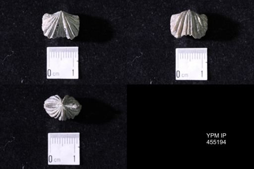 Platystrophia sp.