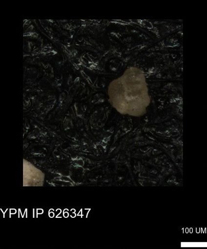 undet. Foraminiferida