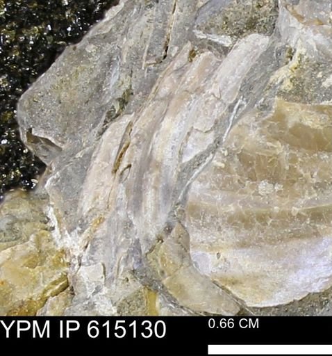 Inoceramus sp.