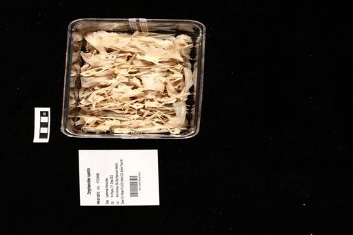 Coryphaenoides rupestris