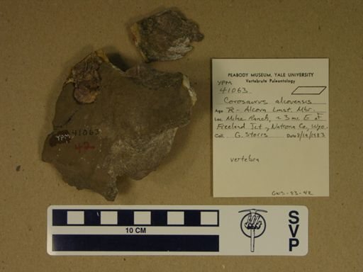 Corosaurus alcovensis