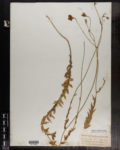 Plantae