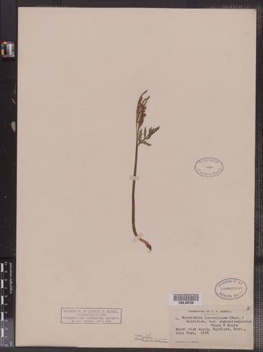 Botrychium lanceolatum