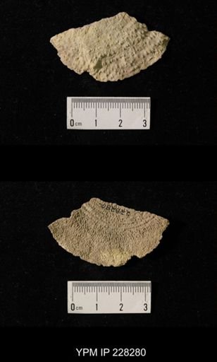 Juresania ovalis