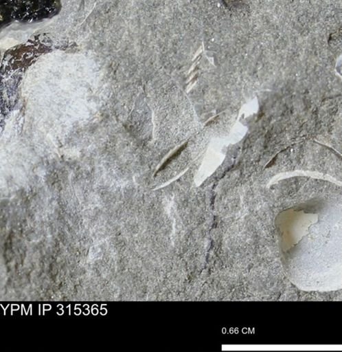 undet. Mollusca