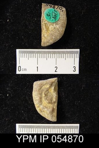 Strophonella reversa