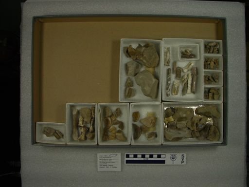 Phenacodus