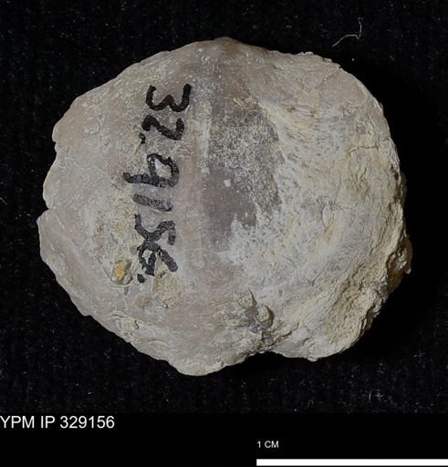 Pholidostrophia iowaensis