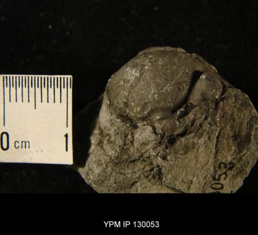 Phacops rana