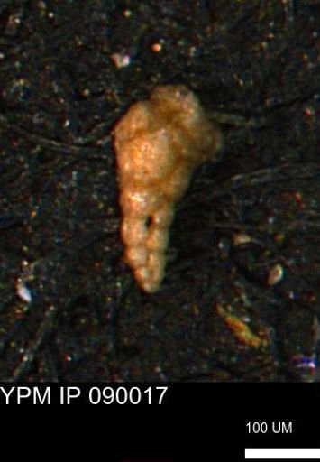 Verneuilinoides kansasensis
