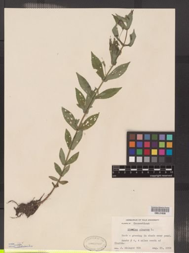 Mimulus ringens