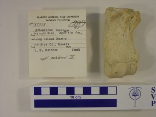 Teleoceras fossiger