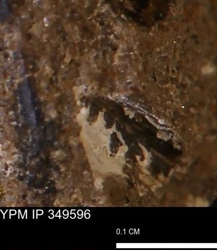 undet. Mollusca