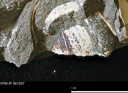 undet. Bivalvia