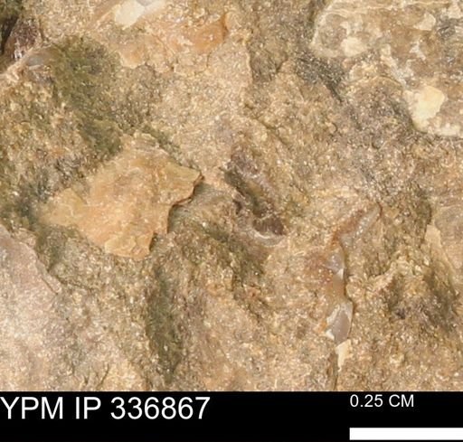 undet. Mollusca
