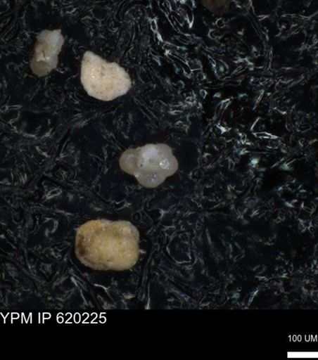 undet. Foraminiferida
