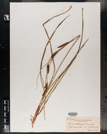 Carex