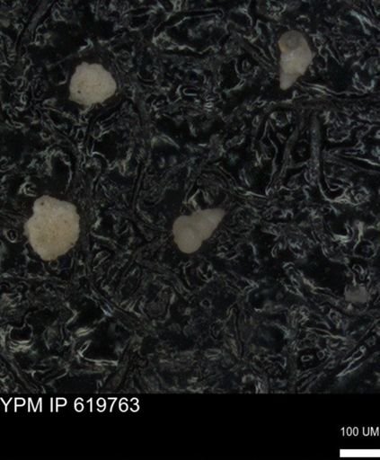 undet. Heterohelicidae