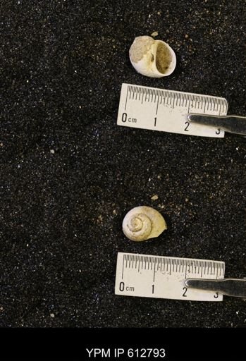 Vanikoropsis sp.