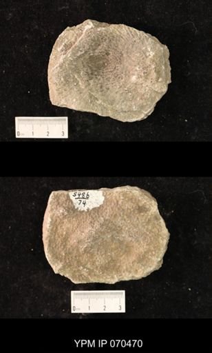Favosites brownsportensis