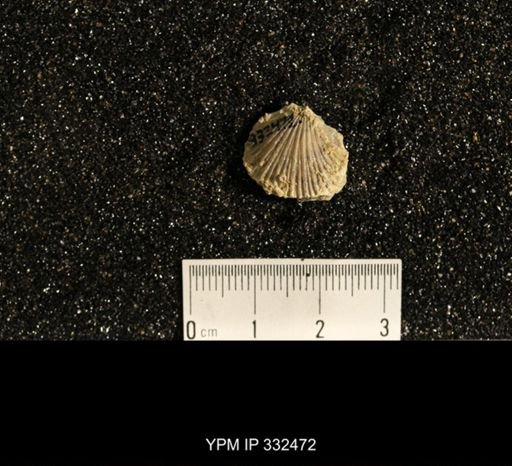 Plectorthis sp.