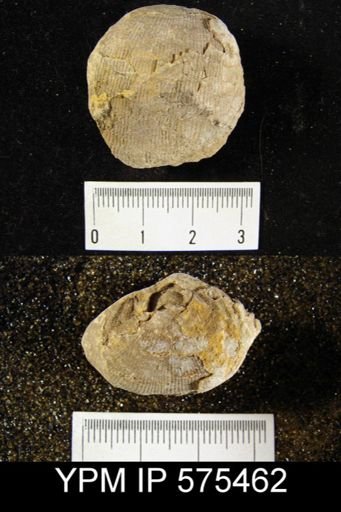 Productus sp.