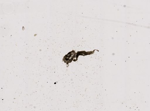 Pleistophora macrozoarcides