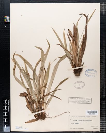 Carex laxiculmis