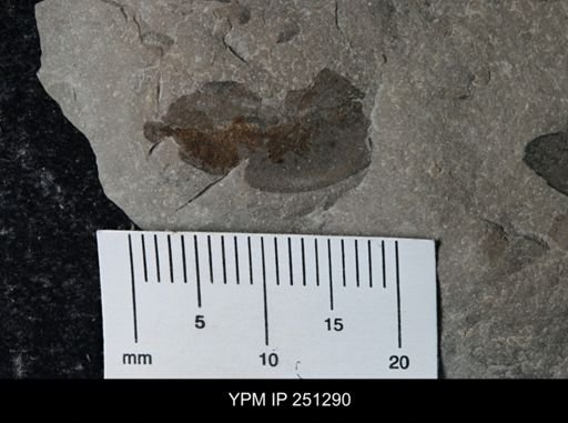 undet. Eurypterida