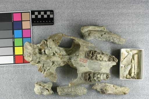 Elomeryx armatus