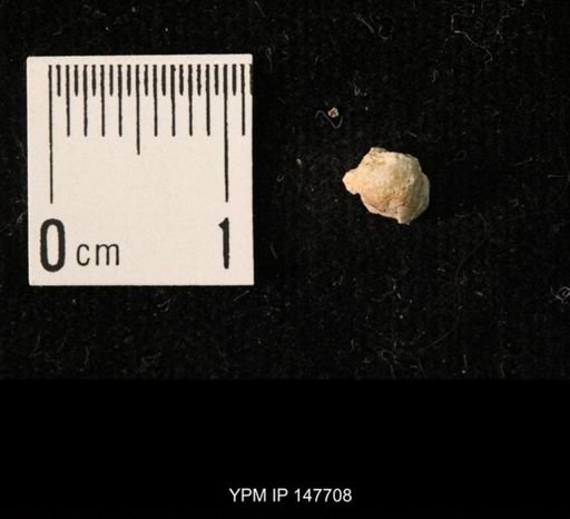 Ambocoelia planoconvexa