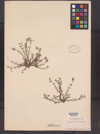 Spergularia rubra