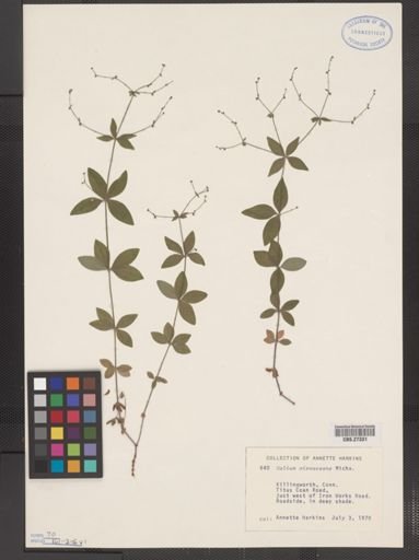 Galium circaezans