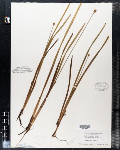 Xyris congdonii