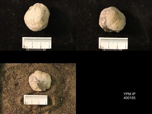 Marginifera lasallensis