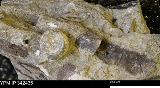 undet. Mollusca
