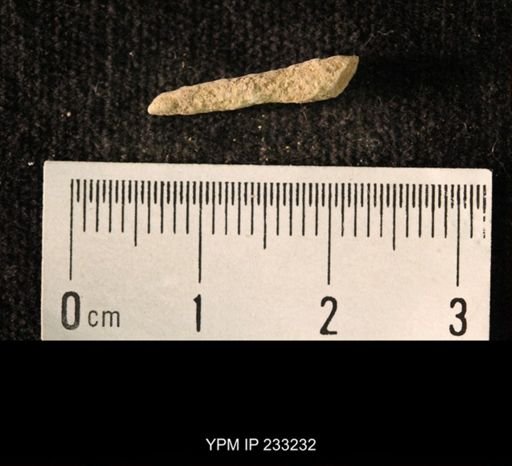 Archaeocidaris sp.