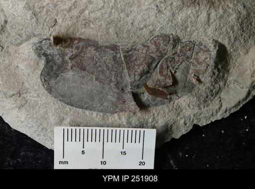 Eurypterus sp.