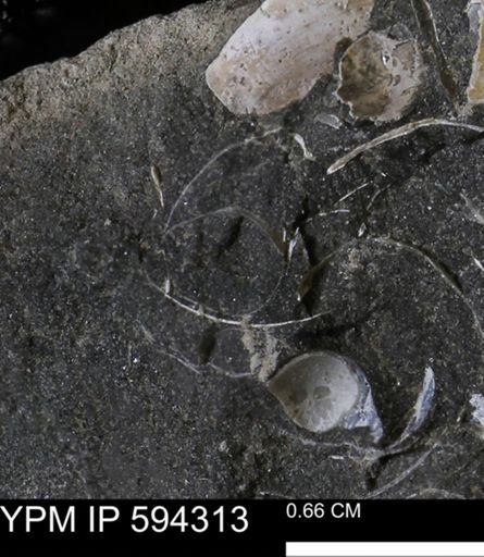Protocardia sp.