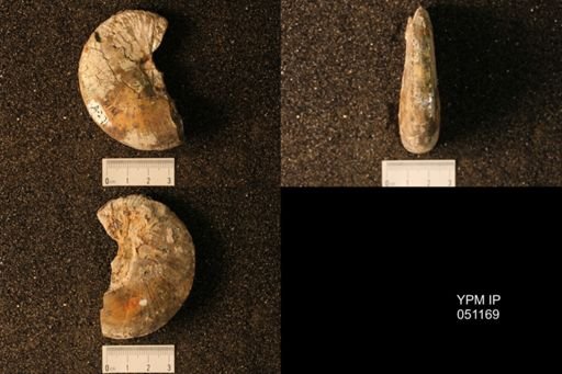 Hoploscaphites nicolletii