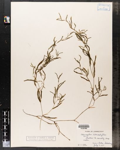Potamogeton heterophyllus