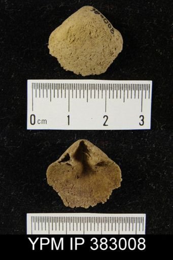 undet. Athyridida